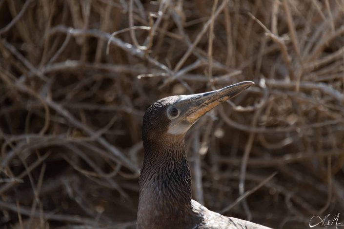 Beautiful headshot of a young blue footed booby