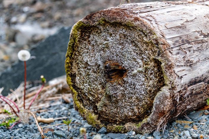 Beautiful close-up picture of a log of wood