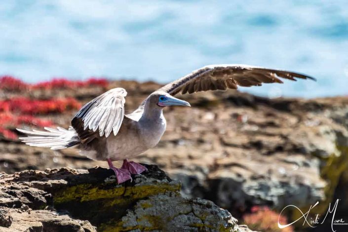 Beautiful photo of a red footed booby with it's wings spread out and about to take off