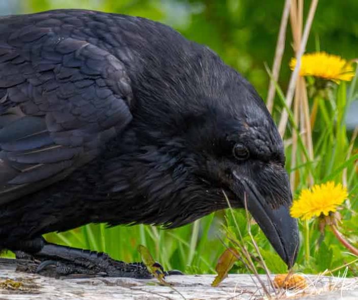 Great close-up of a raven looking at a piece of an food item