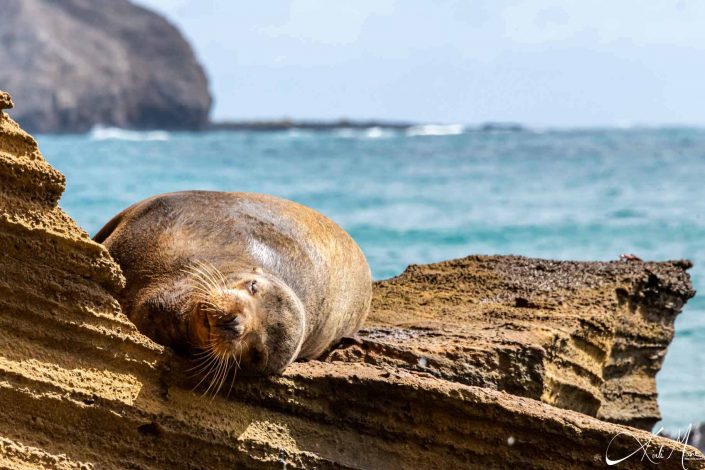 Cute photo of a seal sleeping on a rock by the edge of the sea