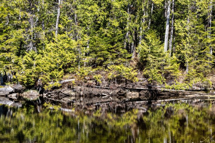 Best photo of clear reflection of the trees in the water below