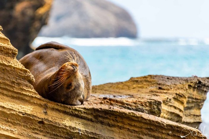 Cute photo of a seal sleeping on a rock by the edge of the sea