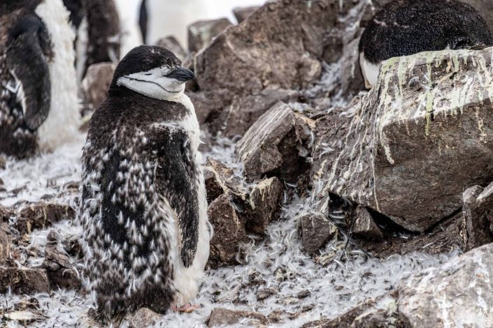 Best photo of chin strap penguin moulting on half moon island