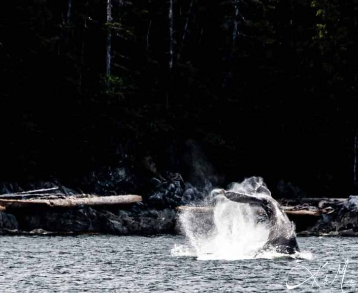 Great photo of a whale flapping its tail vigorously with water splashing around