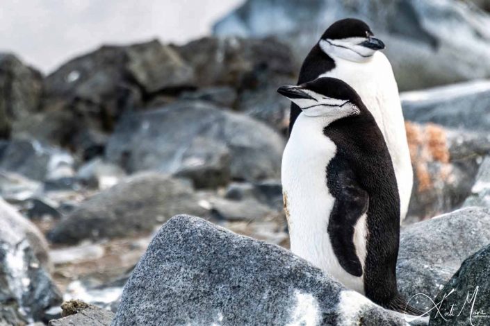 Best photo of chin strap penguins on half moon island