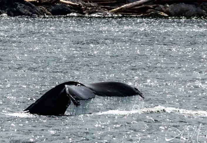 Best close-up photo of whale breaching