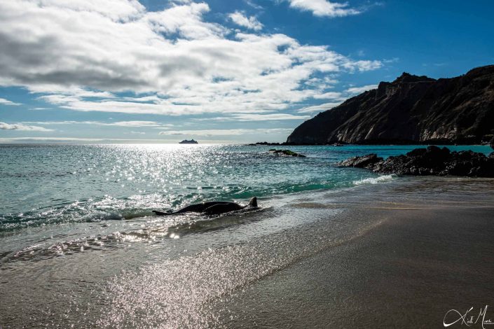 Beautiful scenic photo of a beach in Galapagos with golden sand and turquoise blue waters, with a seal rolling on the beach