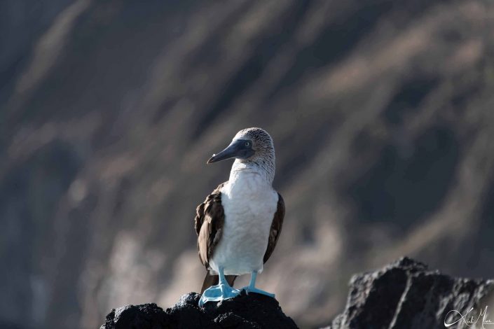 Great photo of a blue footed booby