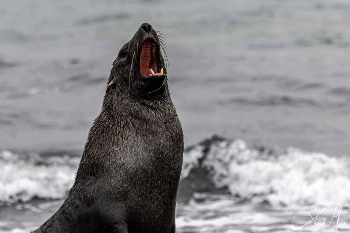 Seal with an open mouth with teeth showing on a beach at Deception island