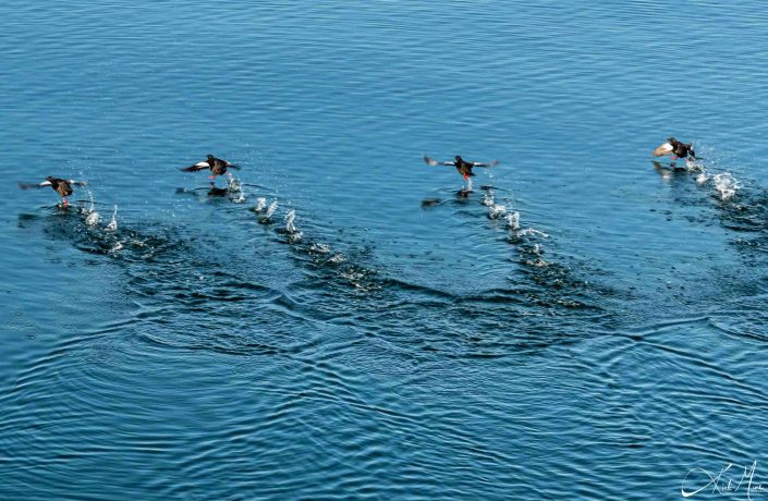 Birds taking flight from water, looks like they are walking/ running on water