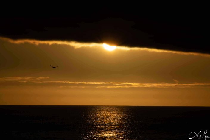 Beautiful sunset with sun just coming down from the clouds and its golden glow seen on the dark waters beneath, and a silhouette of a booby flying