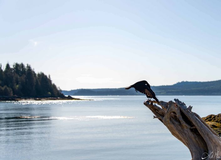 Dramatic motion photo of a crow in flight meeting up with one on a bark of tree