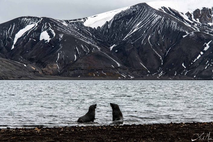 Two seals in the water with dark snow capped mountains in the background at deception island