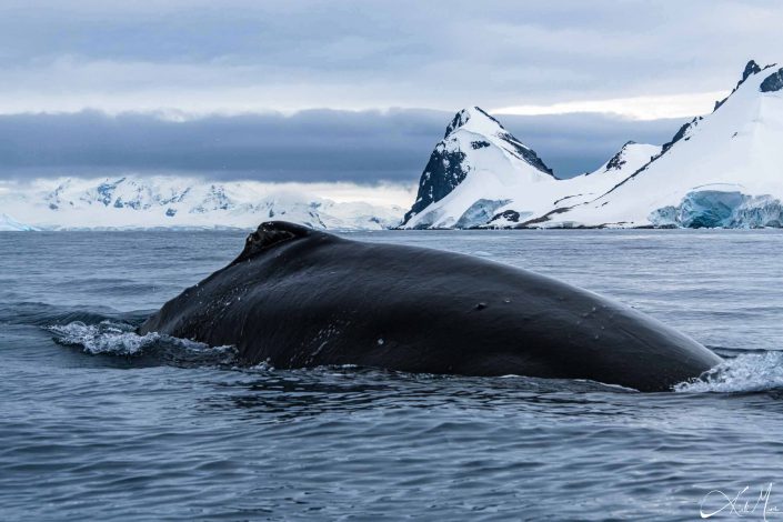 Best scenic photo of an humpback whale in the sea with icy mountains in the background, in Cuverville Island