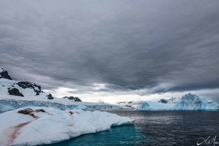 Best scenic photo of a leopard seal sleeping on an iceberg near cuverville island