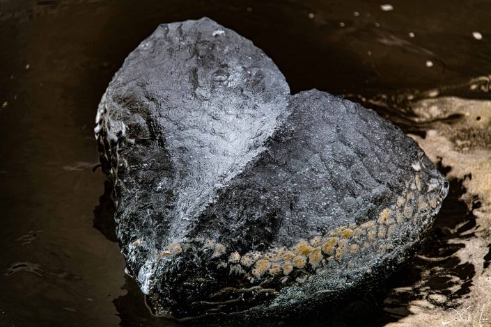 Best close-up photo of a heart shaped ice piece broken off from a nearby iceberg