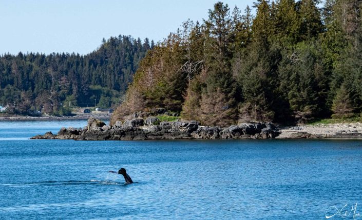 Best beautiful photo of the tail of a breaching grey whale in blue waters with conical trees in the background