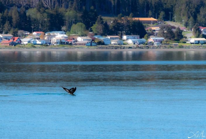 Best beautiful photo of the tail of a breaching grey whale in blue waters with conical trees in the background