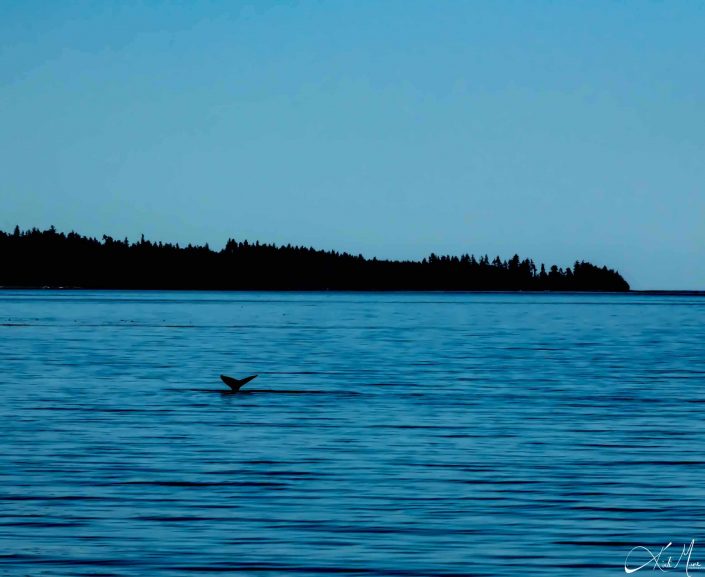 Best beautiful photo of the tail of a breaching grey whale in blue waters with conical trees in the background