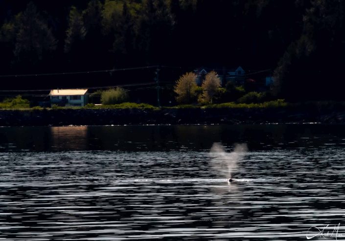 Best close-up photo of the heart shaped blow of a grey whale