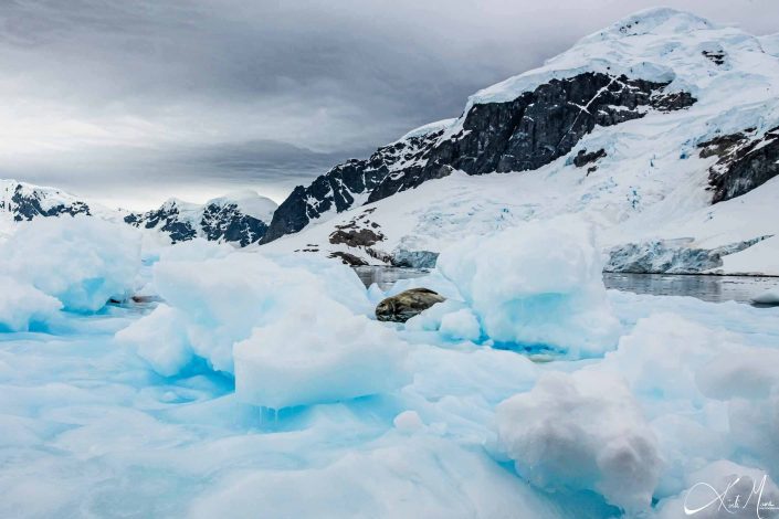 Best photo of a cute weddell seal sleeping on an iceberg near cuverville island