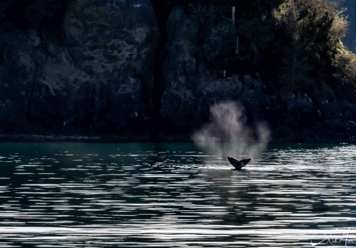 Mesmerising photo of a whale breaching while its blow is still precipitating