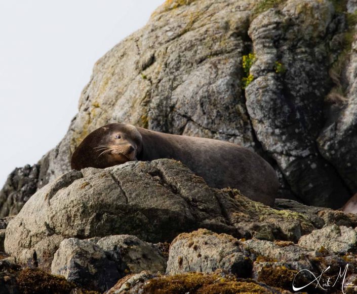 Sea lion resting on a rock