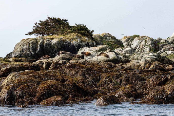 Group of sea lions resting on a rock