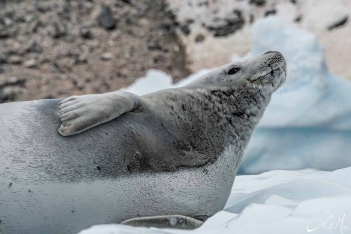 Best close-up photo of a crab eater seal near cuverville island