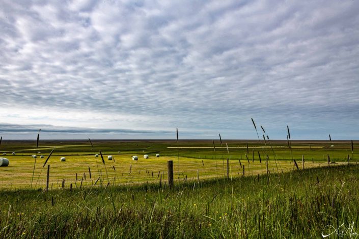 Best scenic photo of yellow green landscape/ fields with cotton ball shaped clouds in the sky