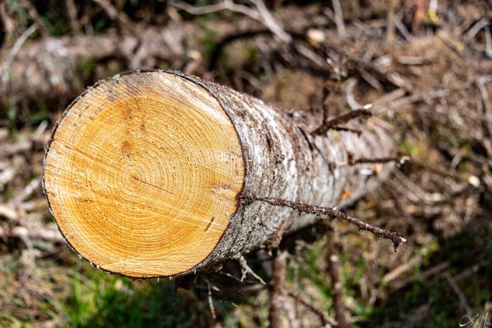 Photo of a log of tree at SGang Gwaay