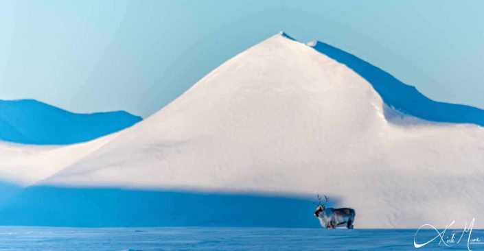 Best postcard photo of reindeer standing in front of snow covered mountain