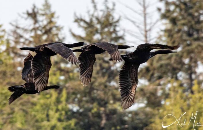 Best photo fo birds flying in a line