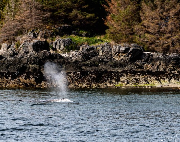 Beautiful photo of a heart shaped blow of a grey whale