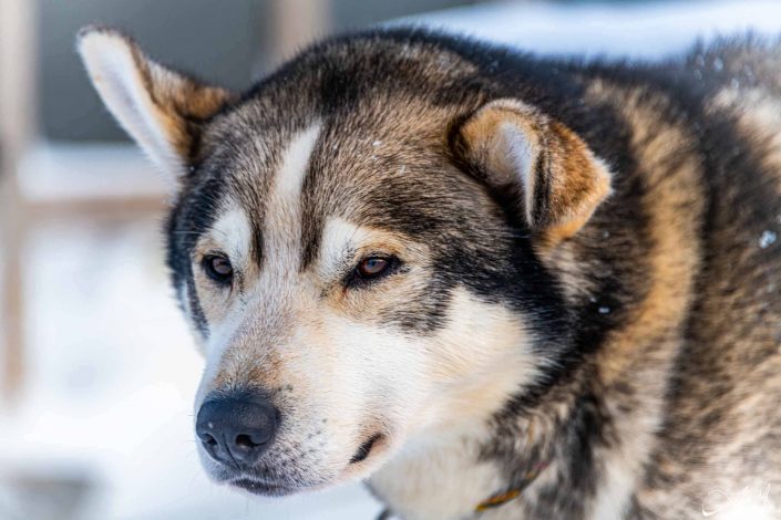 Best close-up photo of an Alaskan Husky/ dog