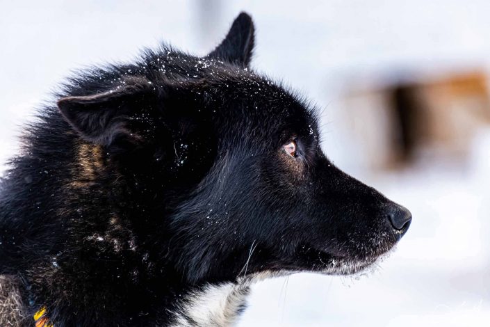 Best close-up photo of an Alaskan Husky/ dog