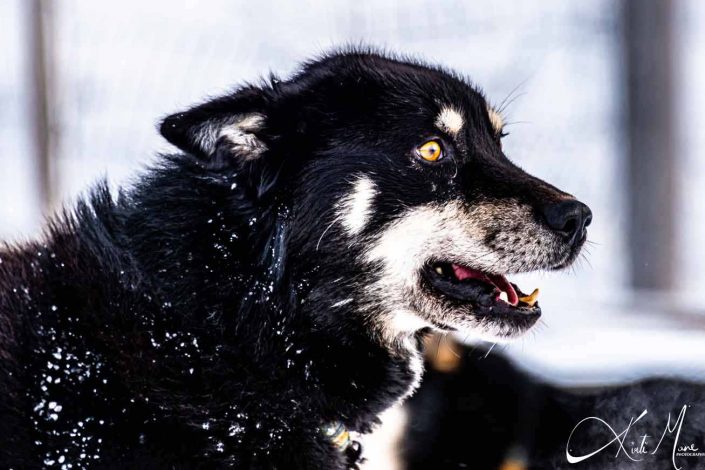 Best close-up photo of an Alaskan Husky/ dog