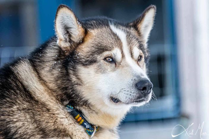 Best close-up photo of an Alaskan Husky/ dog