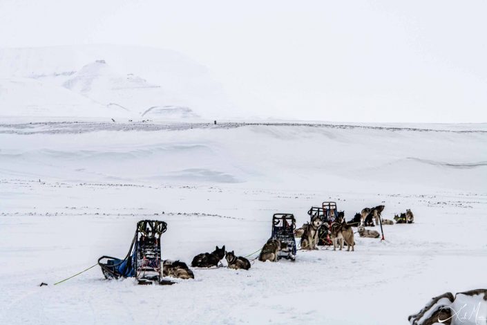 Dogs resting besides the sledges in a snow covered beautiful landscape