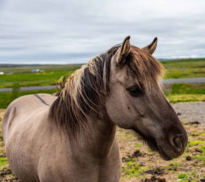 Best portrait of an Icelandic horse