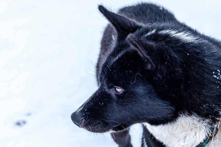 Best close-up photo of an Alaskan Husky/ dog