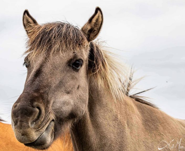 Beautiful portrait of an Icelandic horse