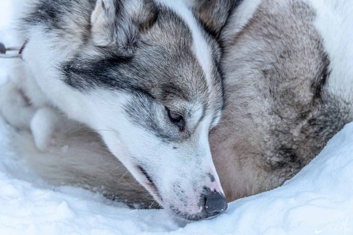 Best close-up photo of an Alaskan Husky/ dog