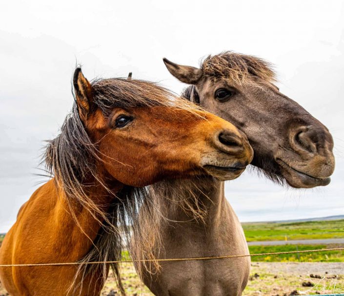 Best photo of two Icelandic horses