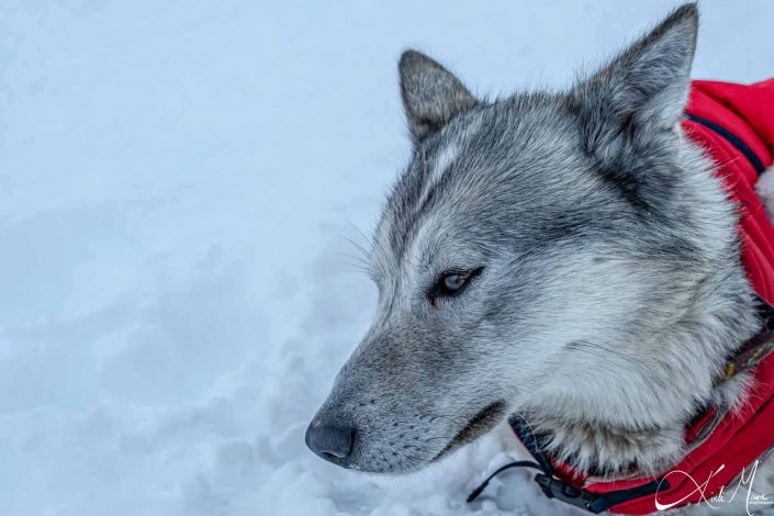 Best close-up photo of an Alaskan Husky/ dog