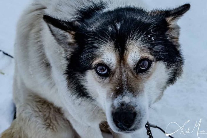 Best close-up photo of an Alaskan Husky/ dog