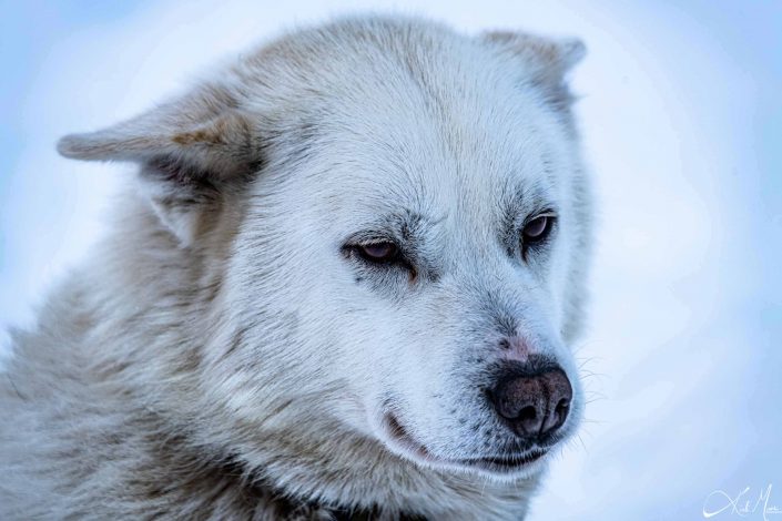 Best close-up photo of an Alaskan Husky/ dog