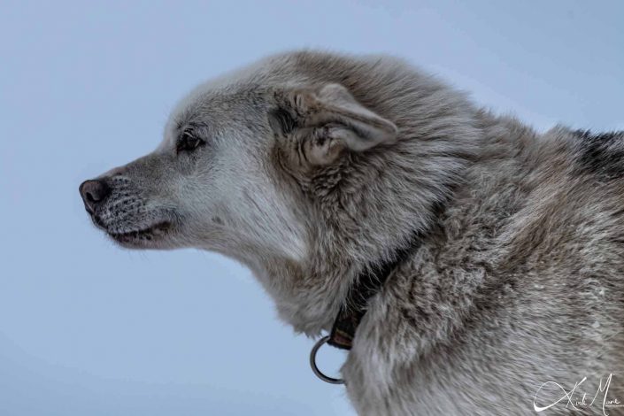 Best close-up photo of an Alaskan Husky/ dog