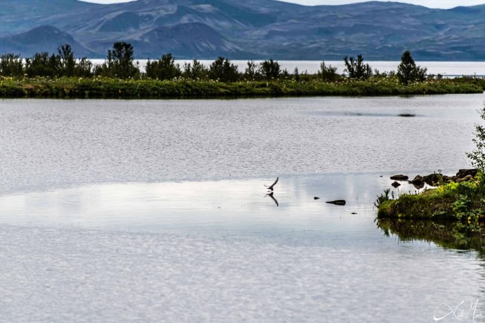 Scenic landscape with a bird flying close to water and its reflection seen in the water